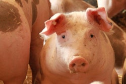 Pig Tomwiden Pixabay