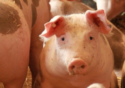 Pig Tomwiden Pixabay