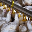 Poultry Farm Drinking