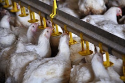 Poultry Farm Drinking