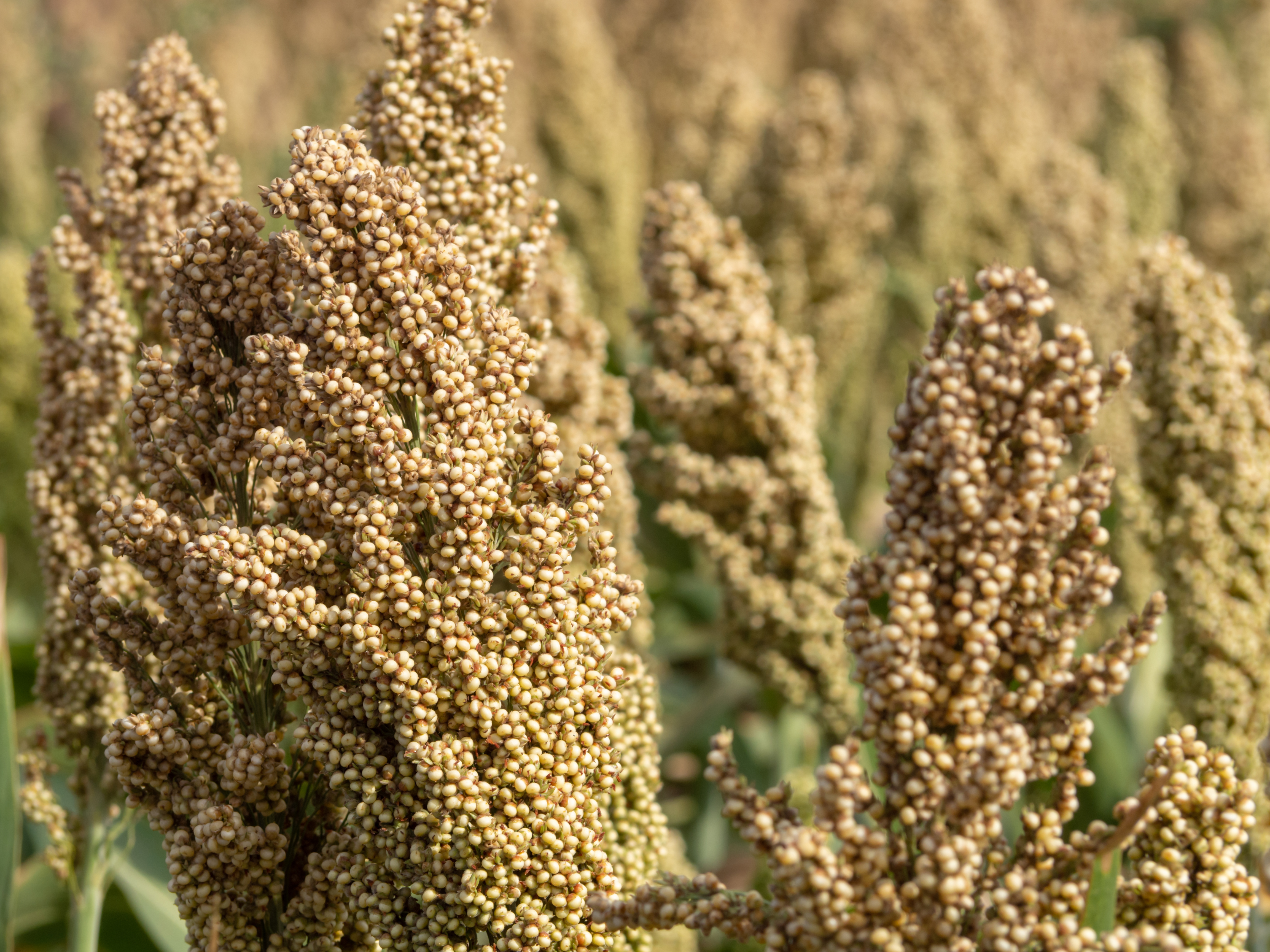 Sorghum Plant