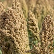 Sorghum Plant