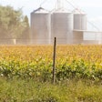Soybean Field And Grain Bins