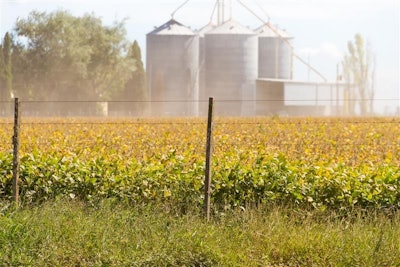 Soybean Field And Grain Bins