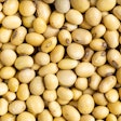 Soybeans Dried