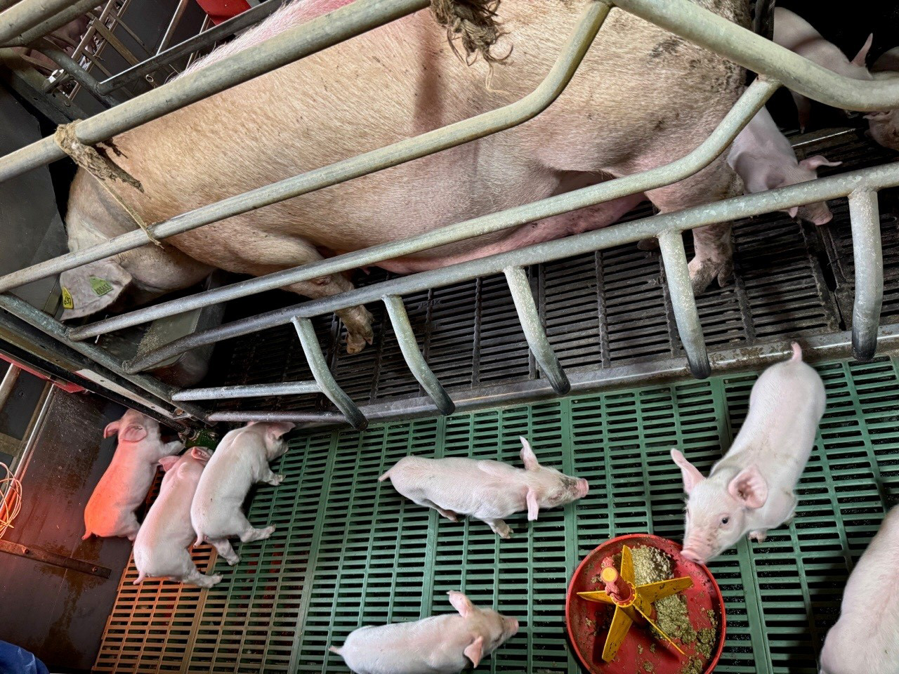 Piglets eating Nutrifure jellified feed.