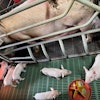 Piglets eating Nutrifure jellified feed.