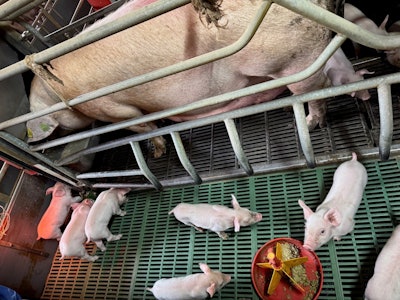 Piglets eating Nutrifure jellified feed.