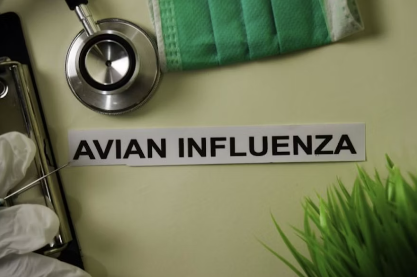 Avian Influenza Bangoland Bigstock