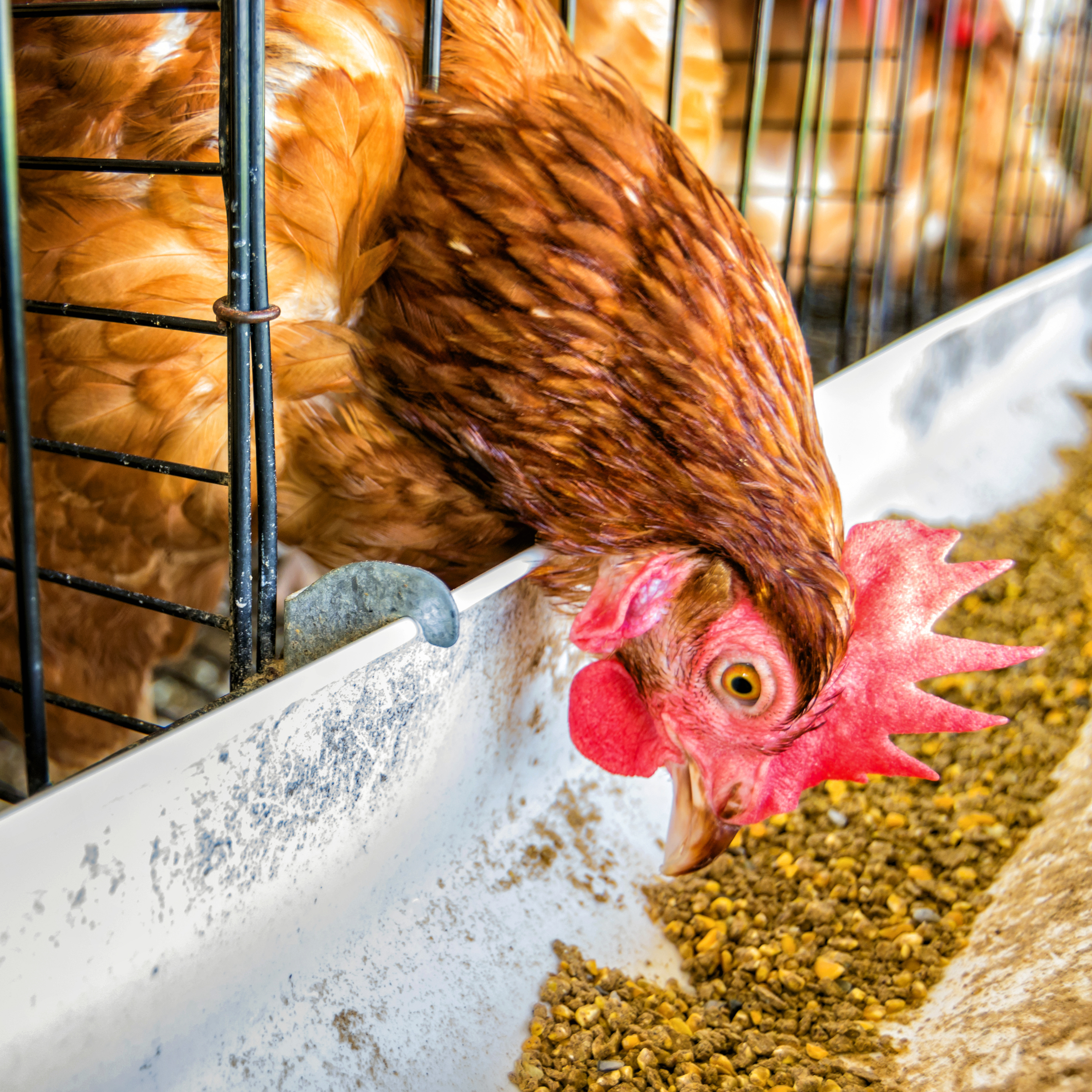 Brown Chicken Eating Caged Closeup 2