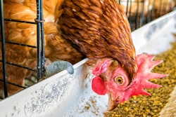 Brown Chicken Eating Caged Closeup 2