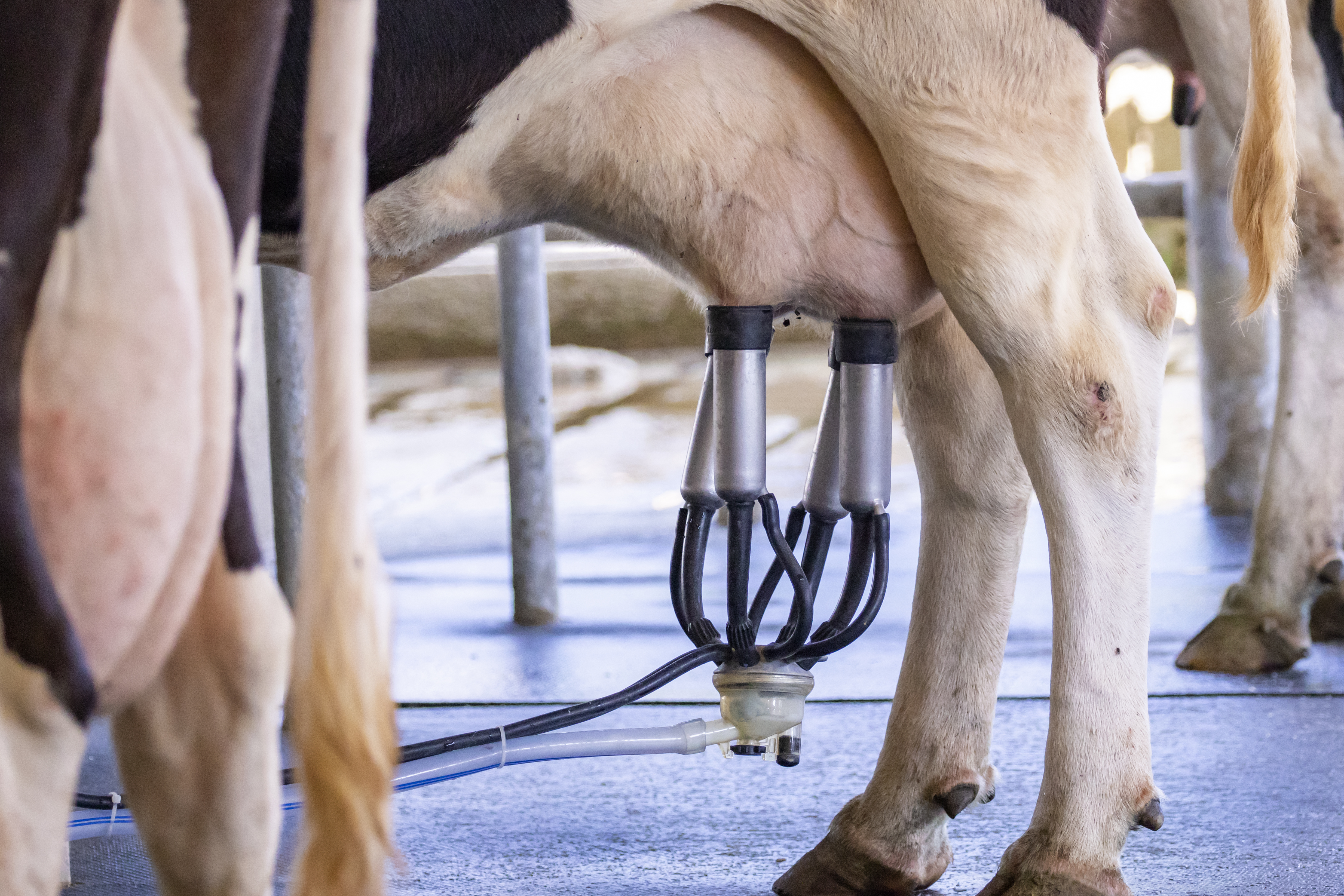 Cow Udders Milking Machine