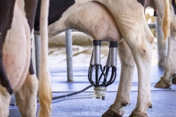 Cow Udders Milking Machine