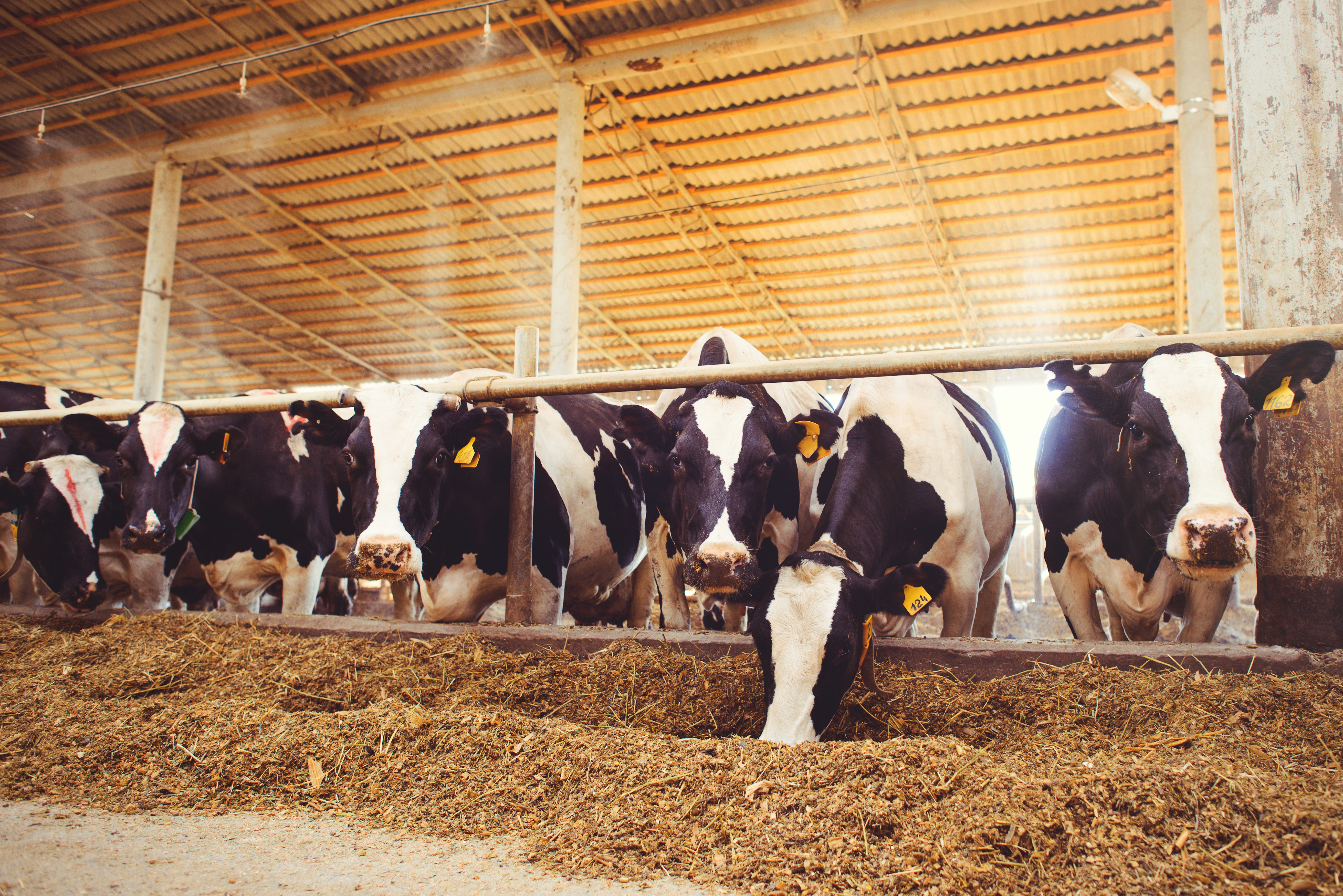 Dairy Cows Eating Silage