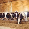 Dairy Cows Eating Silage