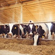 Dairy Cows Eating Silage