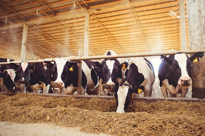 Dairy Cows Eating Silage