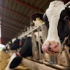 Dairy Cows Eating