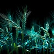 Digital Wheat Stalks
