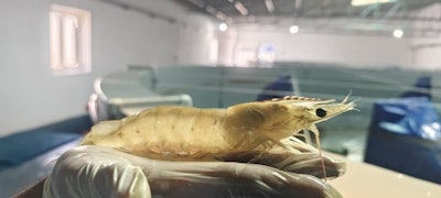 Kona Bay Balance Pro