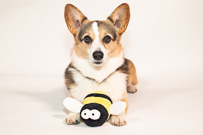 Best in Show, which inspired the creation of the National Dog Show presented by Purina, turns 25 this year. To mark the occasion, Purina is giving fans a chance to win their own Busy Bee toy and the Best in Show digital movie