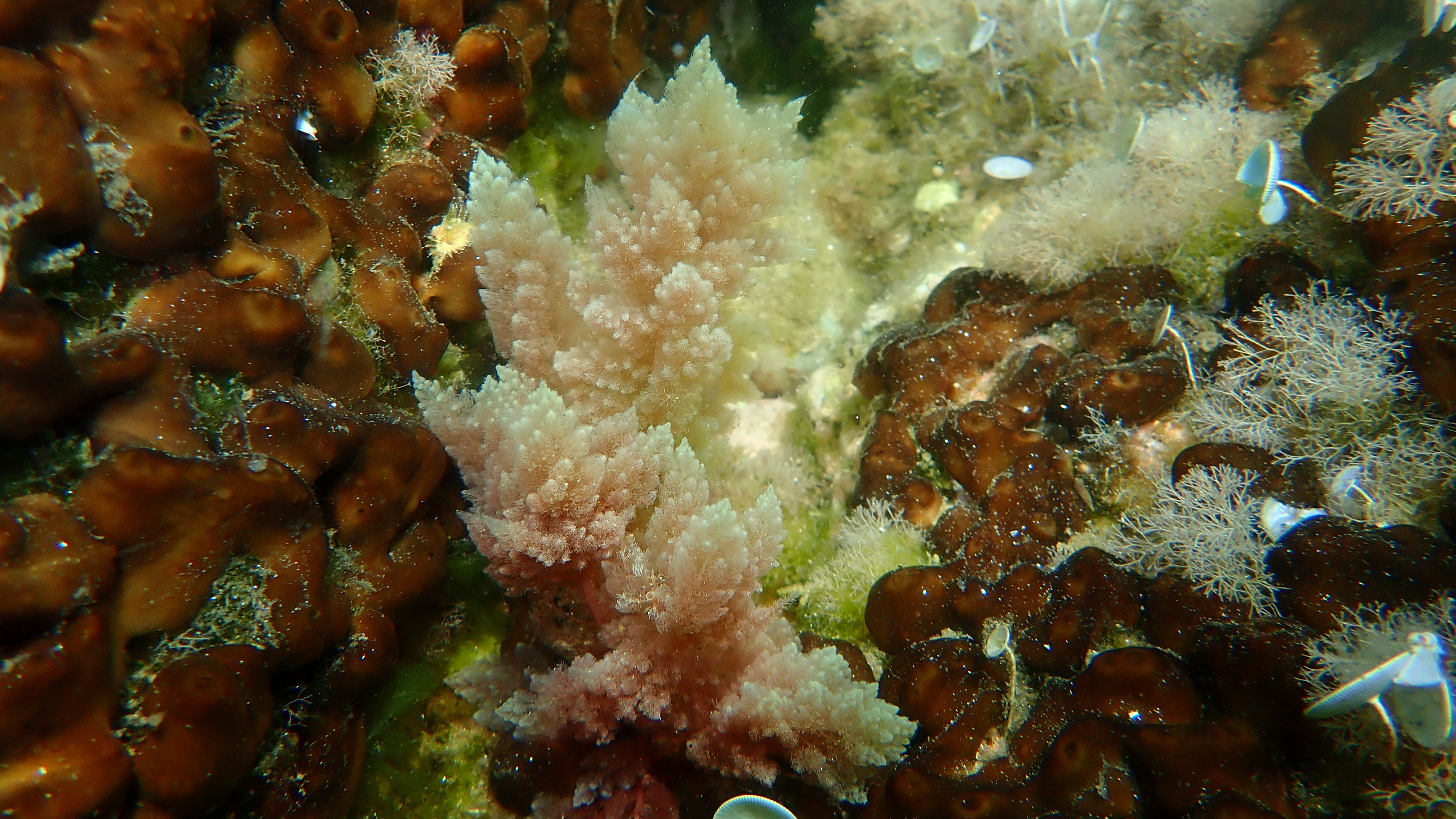 Red Algae Asparagopsis