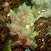 Red Algae Asparagopsis
