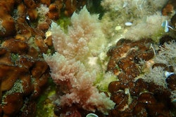 Red Algae Asparagopsis