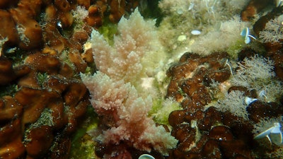 Red Algae Asparagopsis