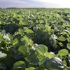 Soybean Field