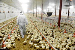 Vet In Poultry House