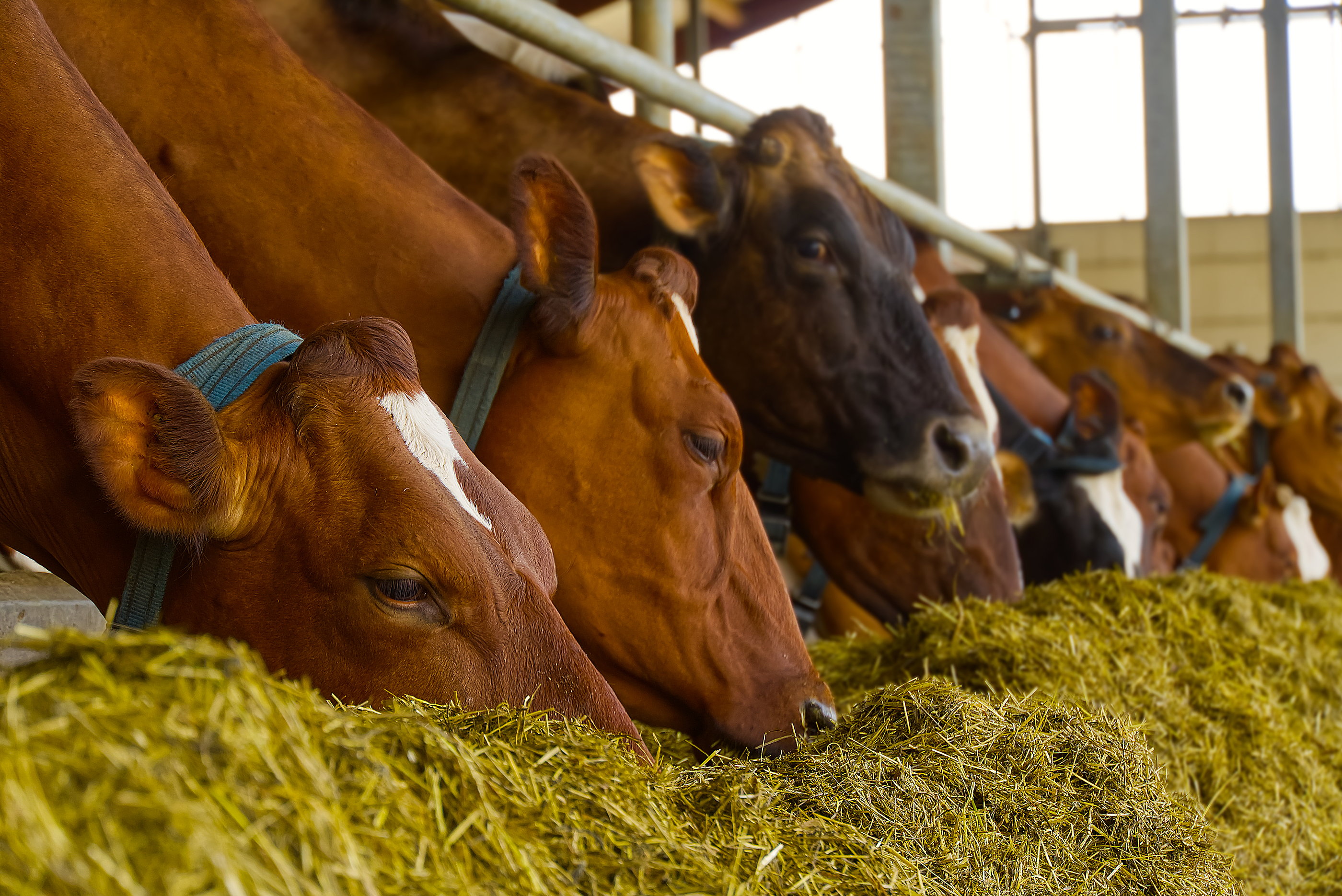 Brown Cows Eating Hay