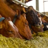 Brown Cows Eating Hay