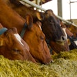 Brown Cows Eating Hay