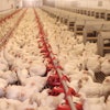 Cage Free Hens In Layer House