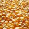 Corn Kernals