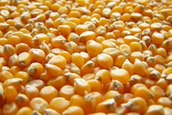 Corn Kernals