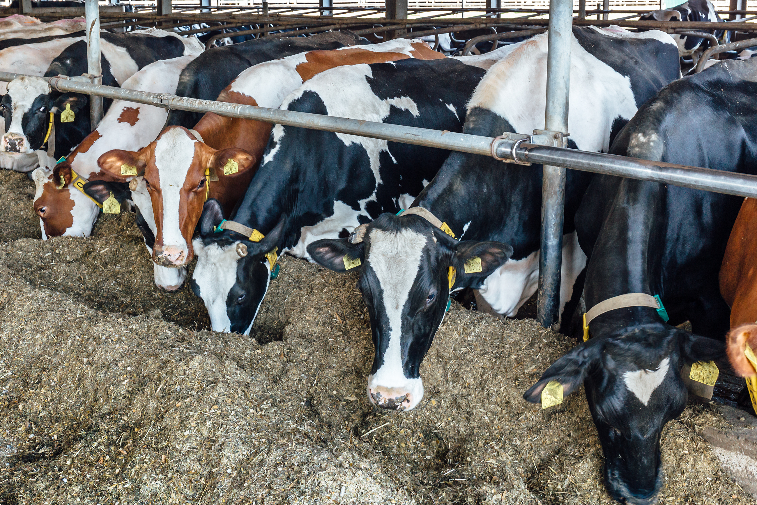 Digital tools boost dairy farm sustainability, efficiency