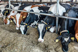 Dairy Sustainability