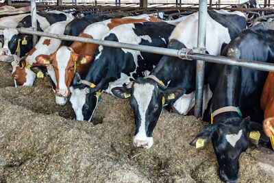 Dairy Sustainability