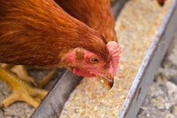 Layer Chicken Eating