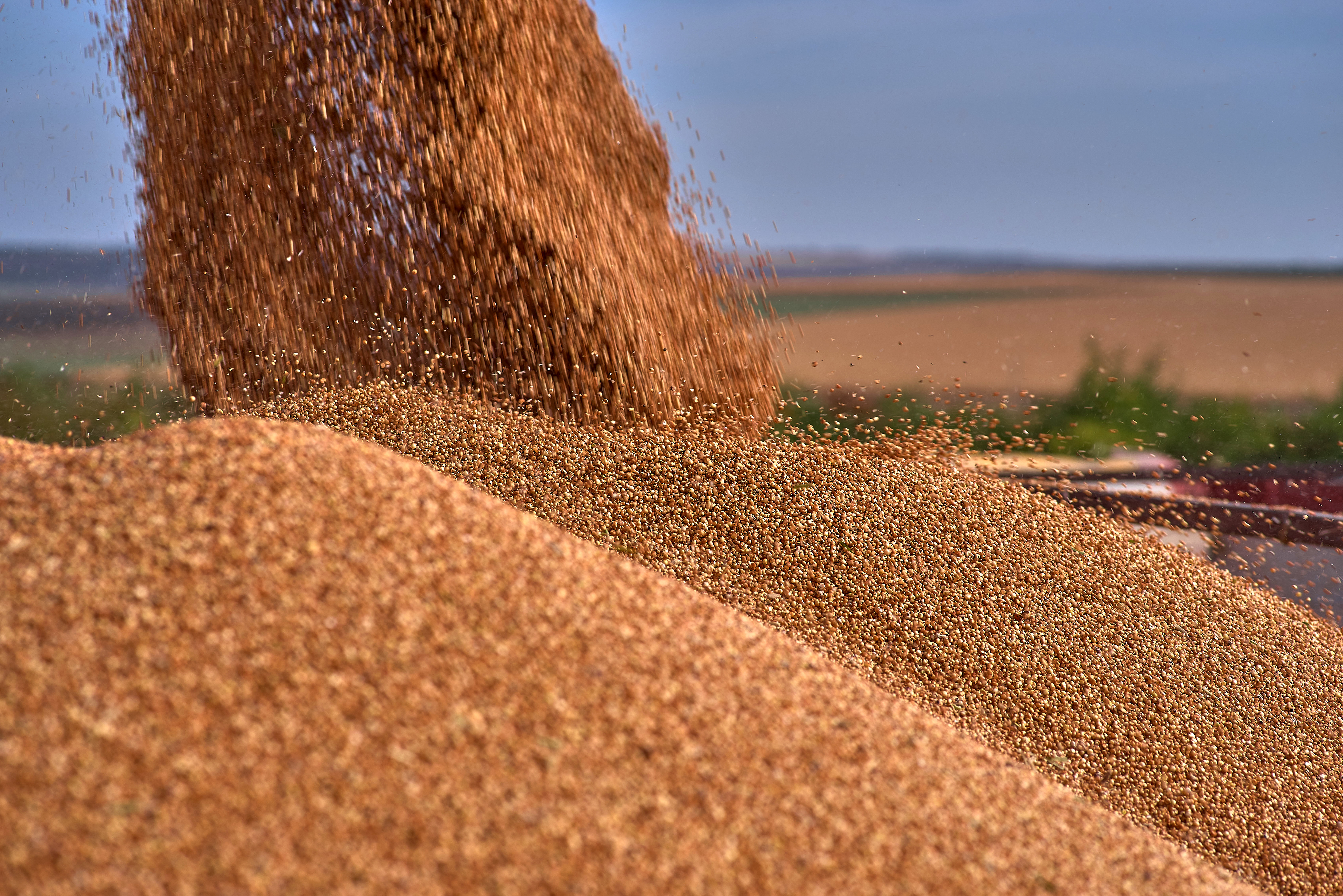How the EU can benefit from US grain sorghum