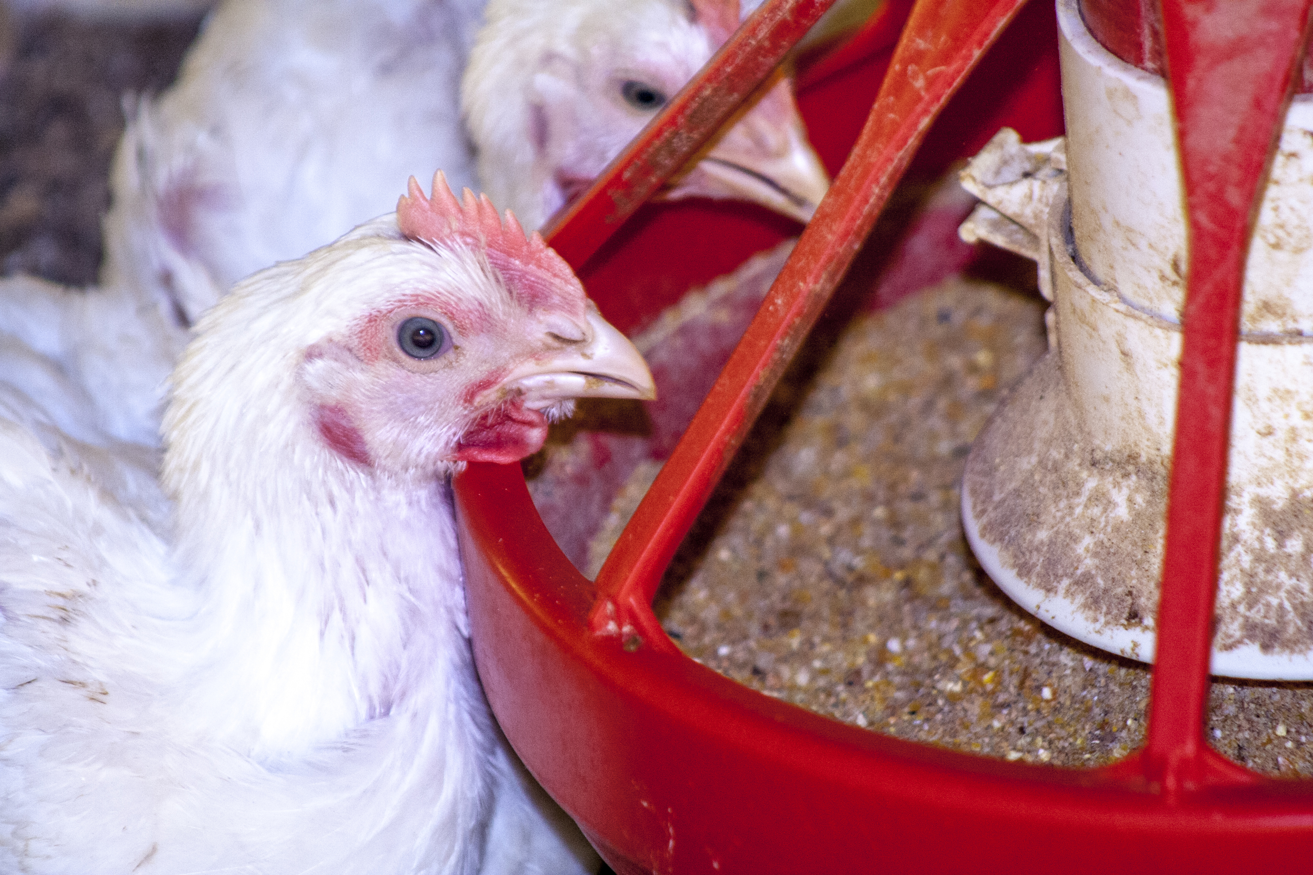 White Chickens Eating Automatic Feeder 1