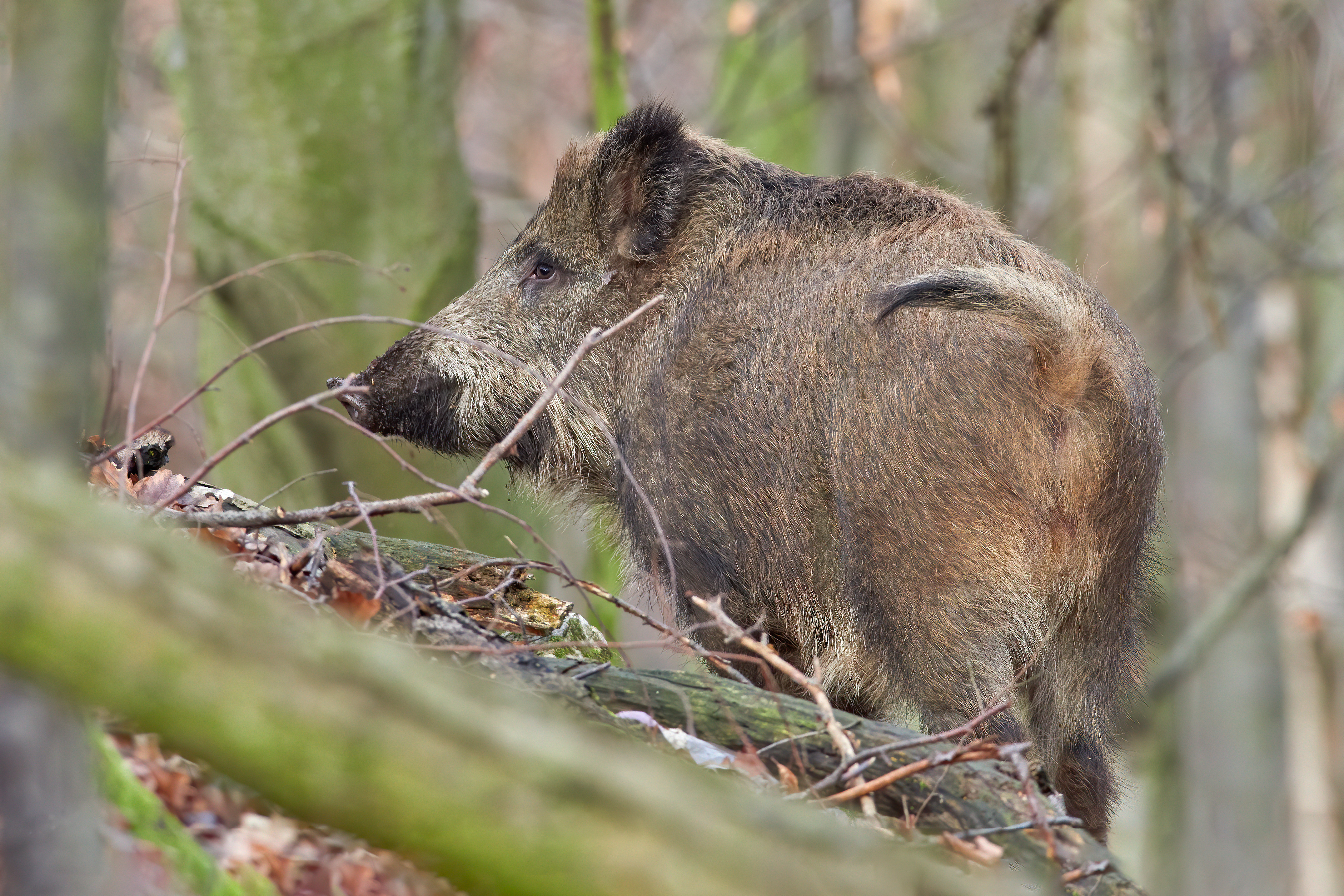 Wild Boar