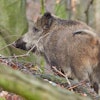 Wild Boar