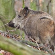 Wild Boar