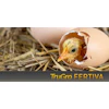 2 Fertiva