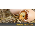 2 Fertiva
