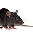 Bigstock Small Rat 2265745