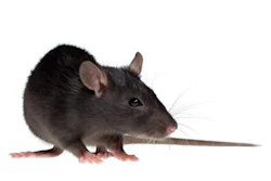Bigstock Small Rat 2265745